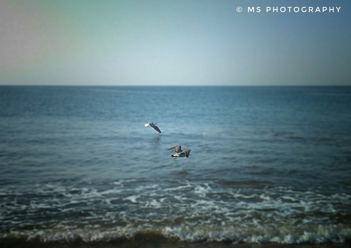 FLYING BIRDS!!