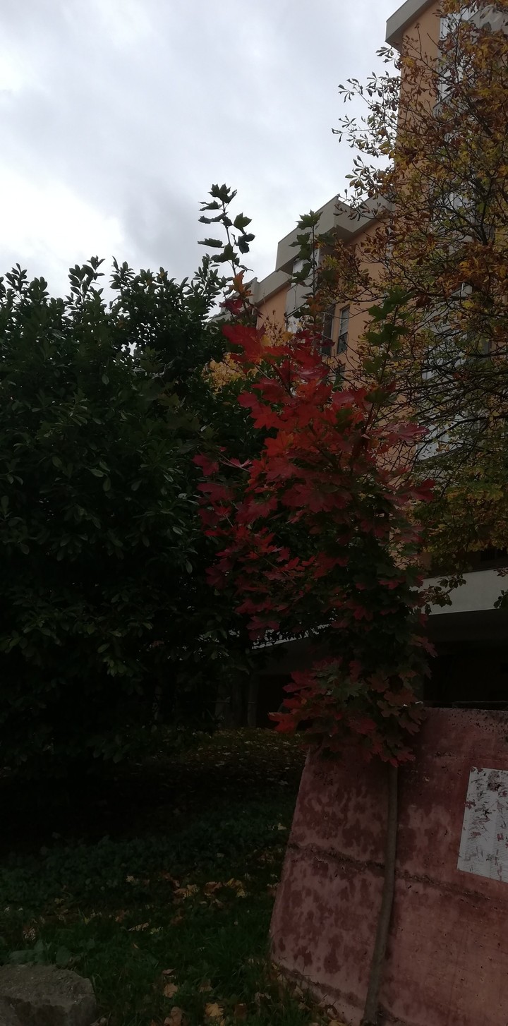 scampoli di Autunno