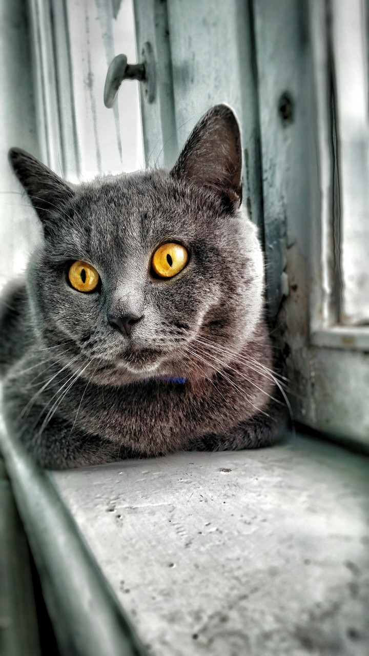 Мой кот)
