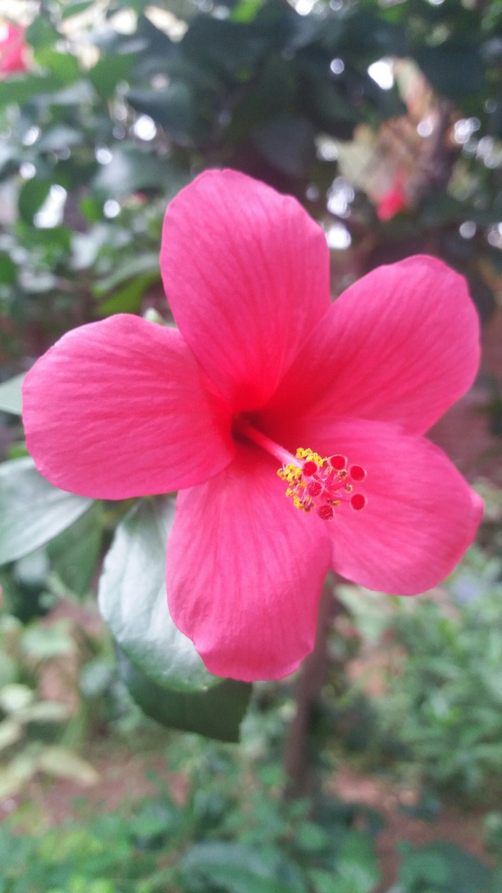 flower