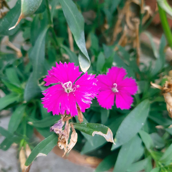 Blossom