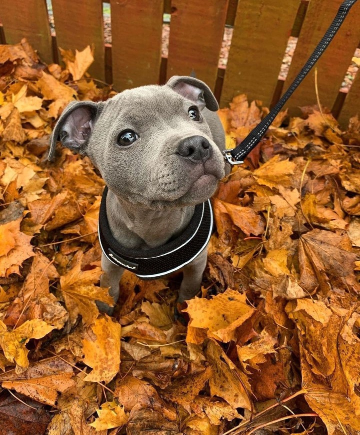little friend