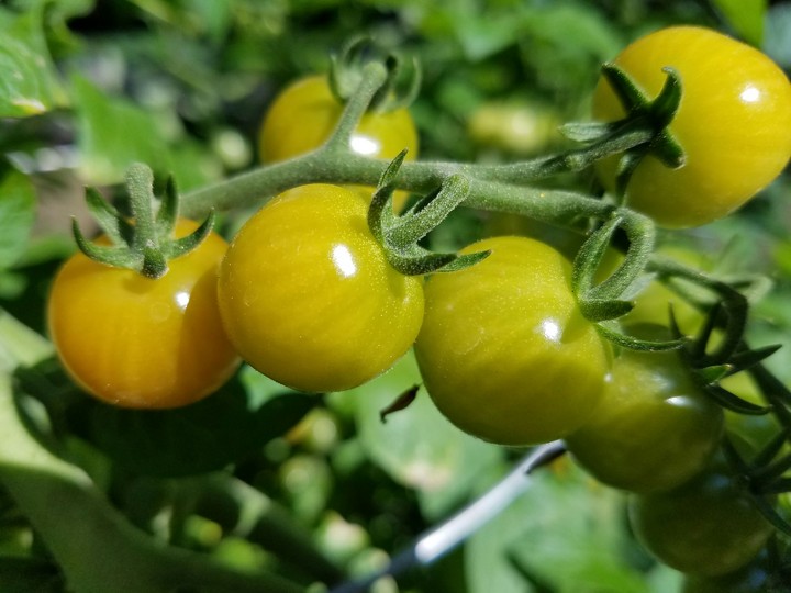 Tomatoes