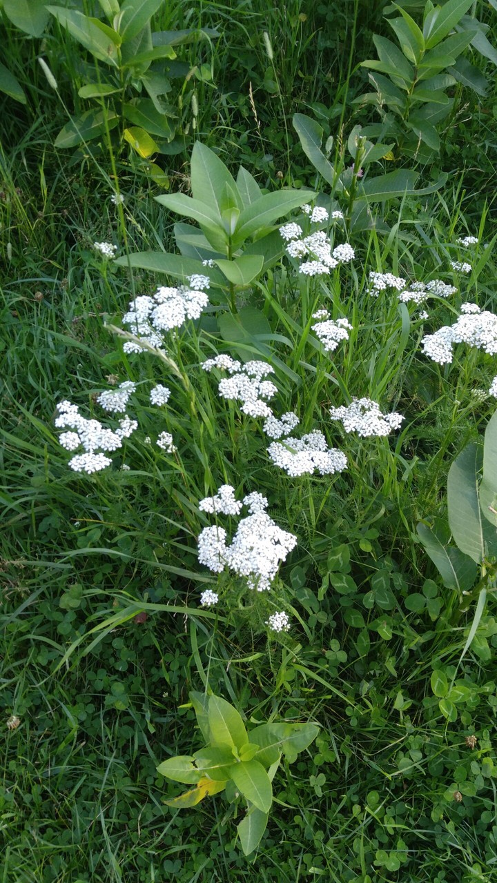 white flowers