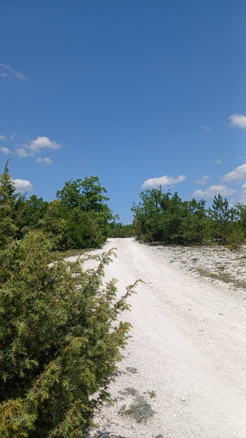 обои vegetation, ecoregion