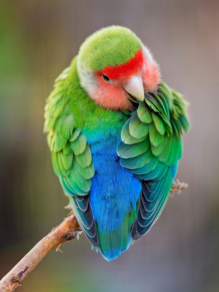 parrot