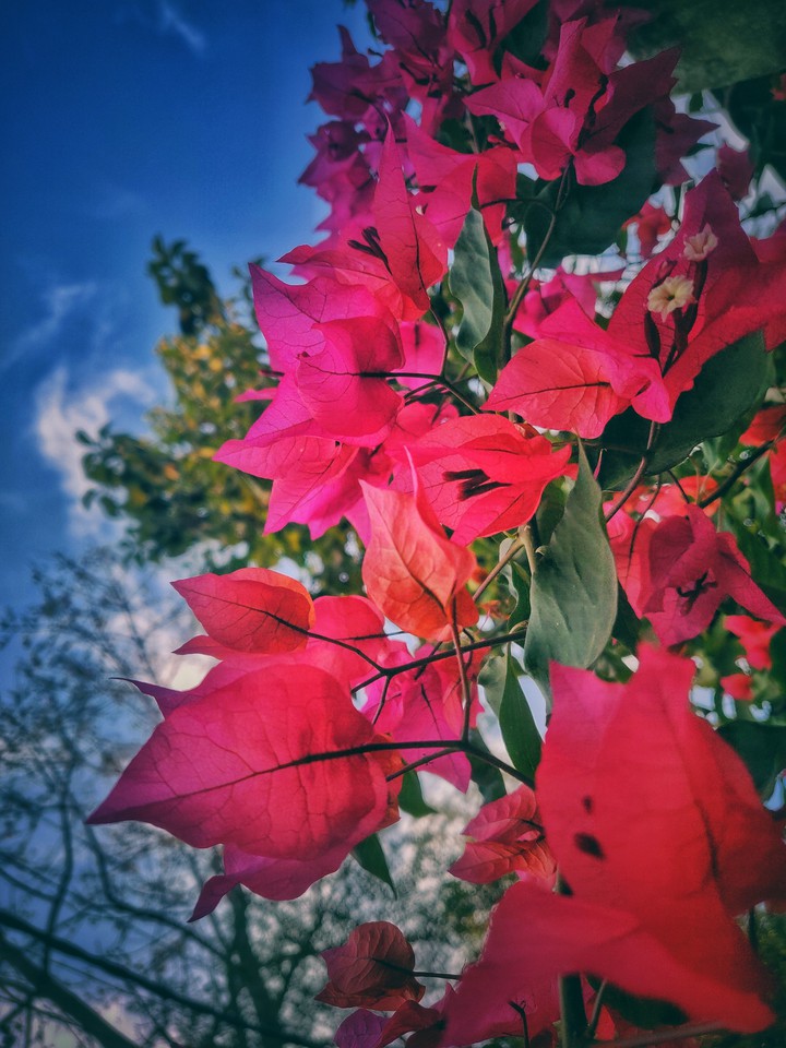 A bougainvillea affair!