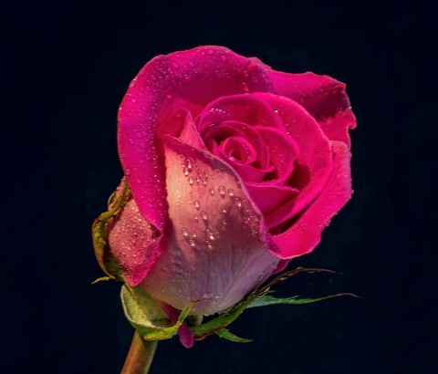 Roses
