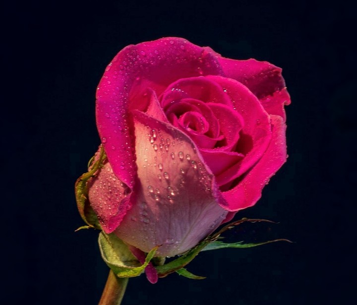Roses