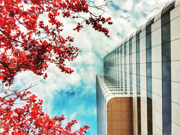 Buildings and flowers