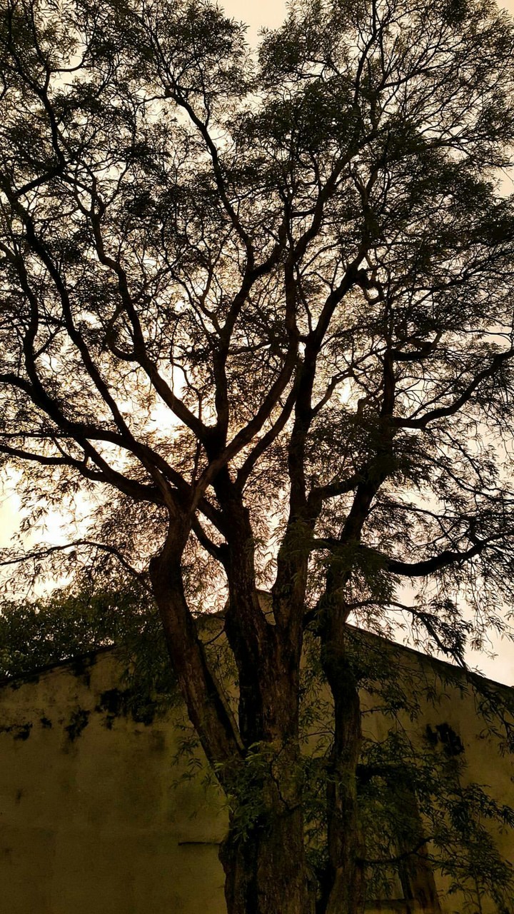 tree