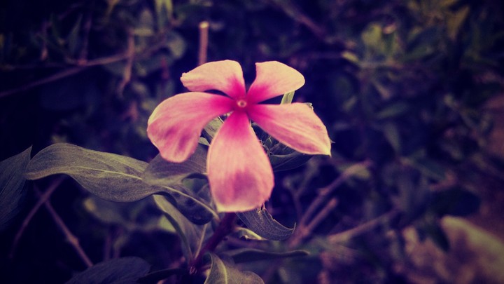 #flower