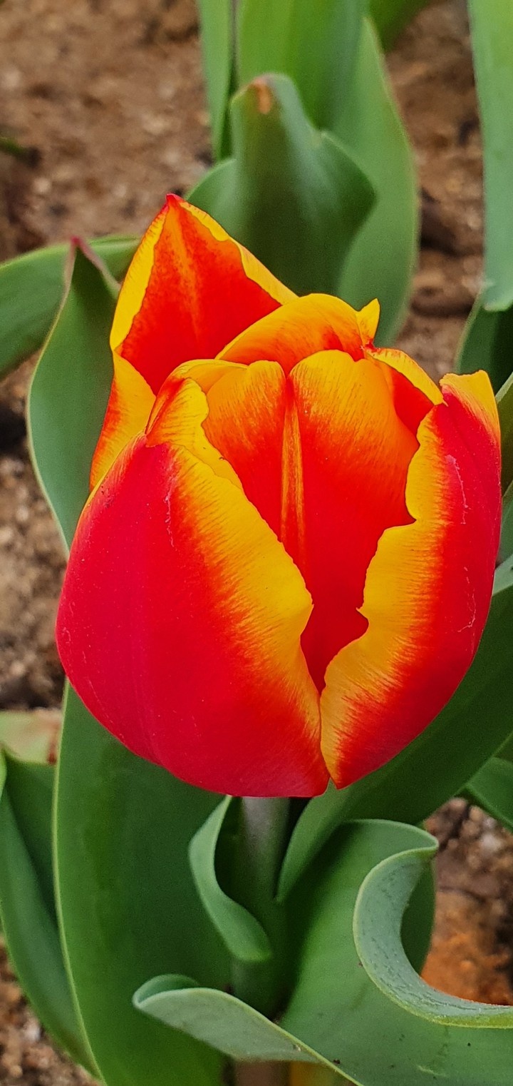 Tulip red
