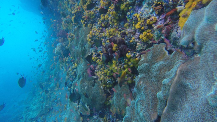 Paradise under water.