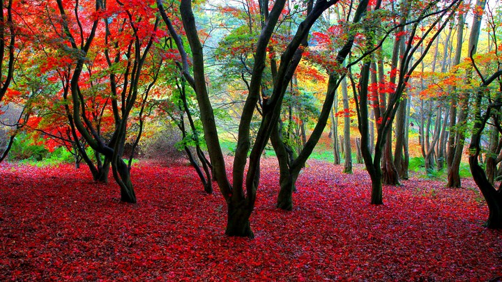 Forest