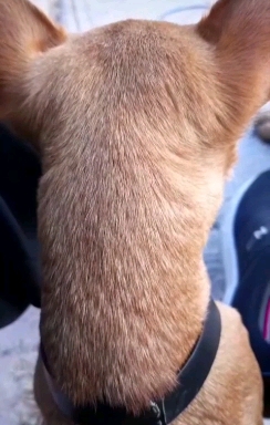 Canela