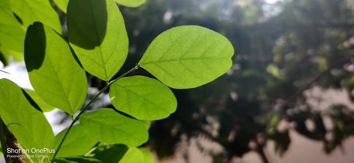 morning light