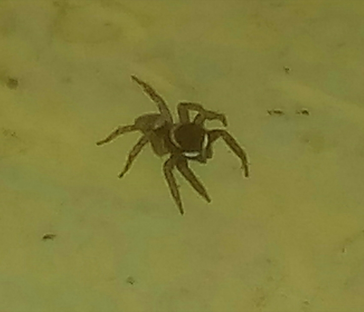 black spider