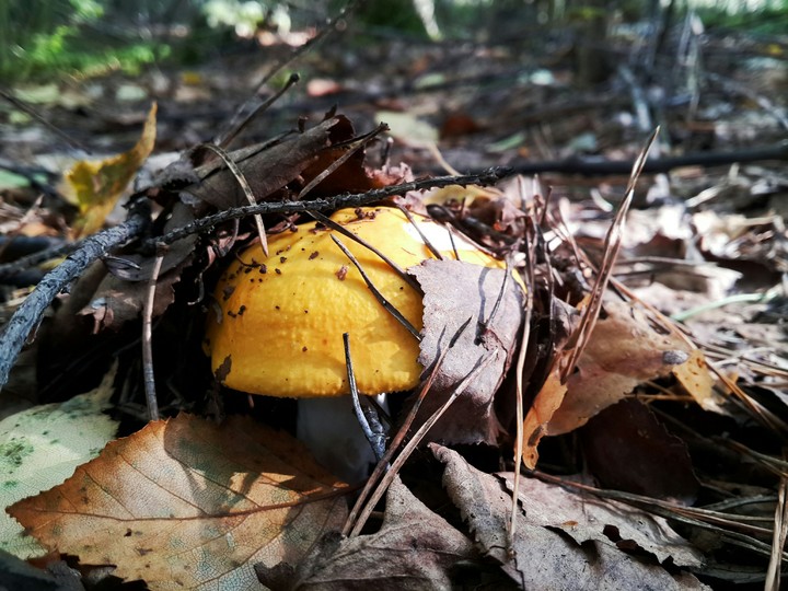 Autumn