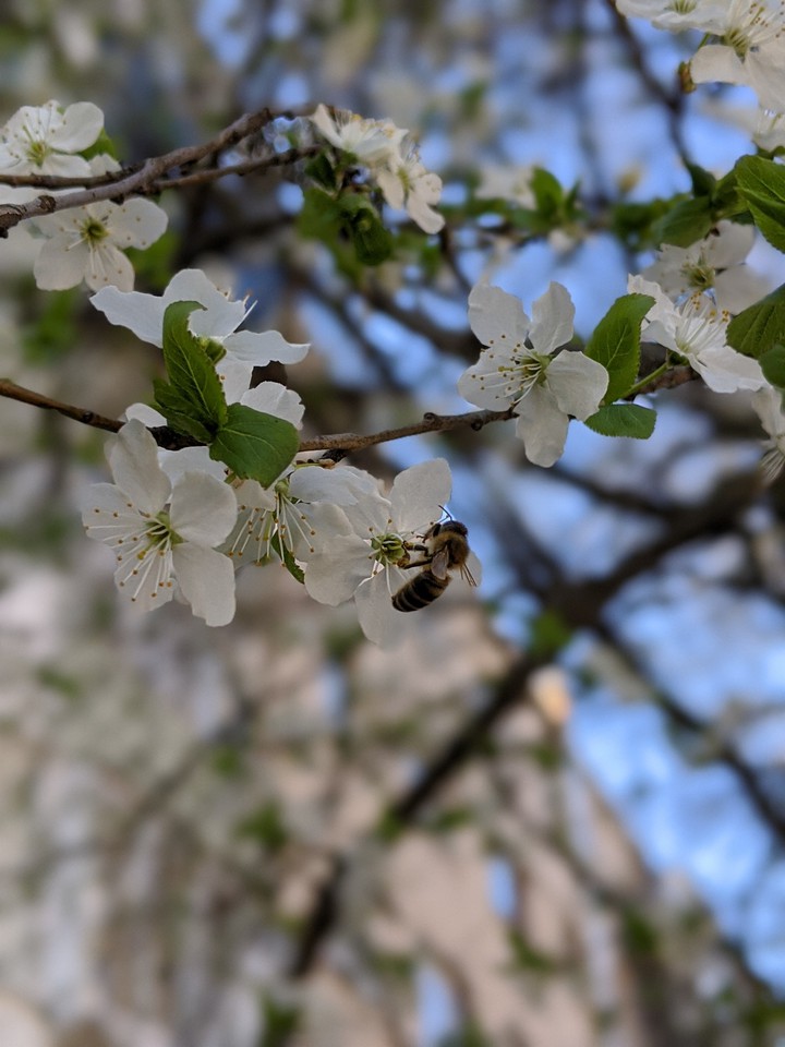 wasp and blossom
