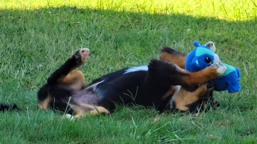 happy puppy