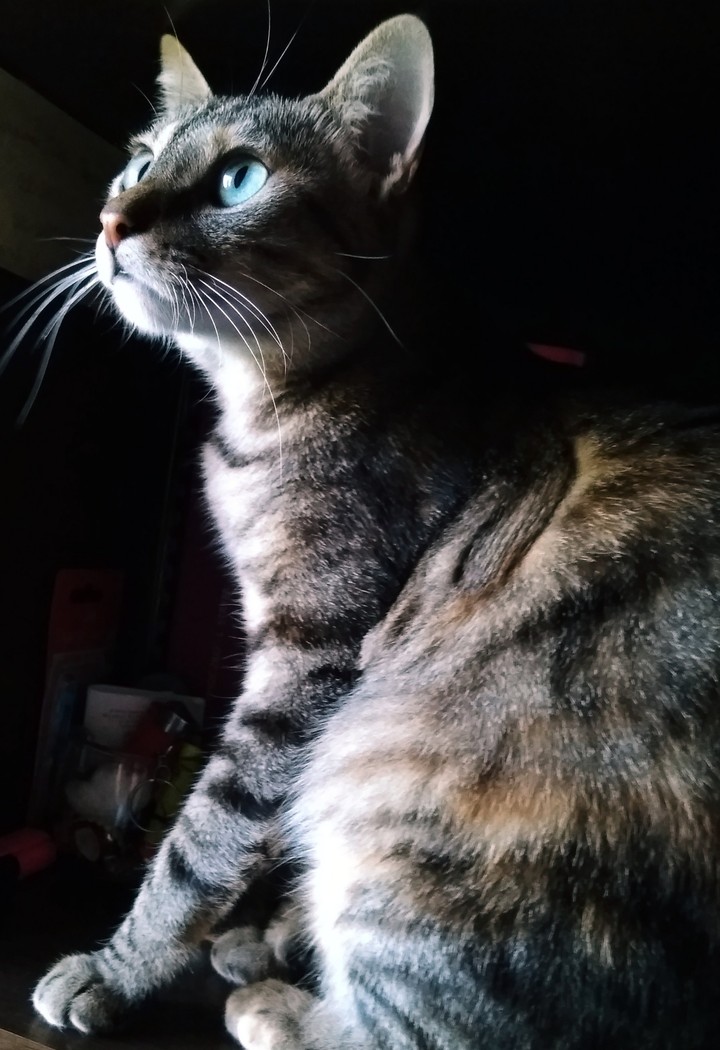 Bella