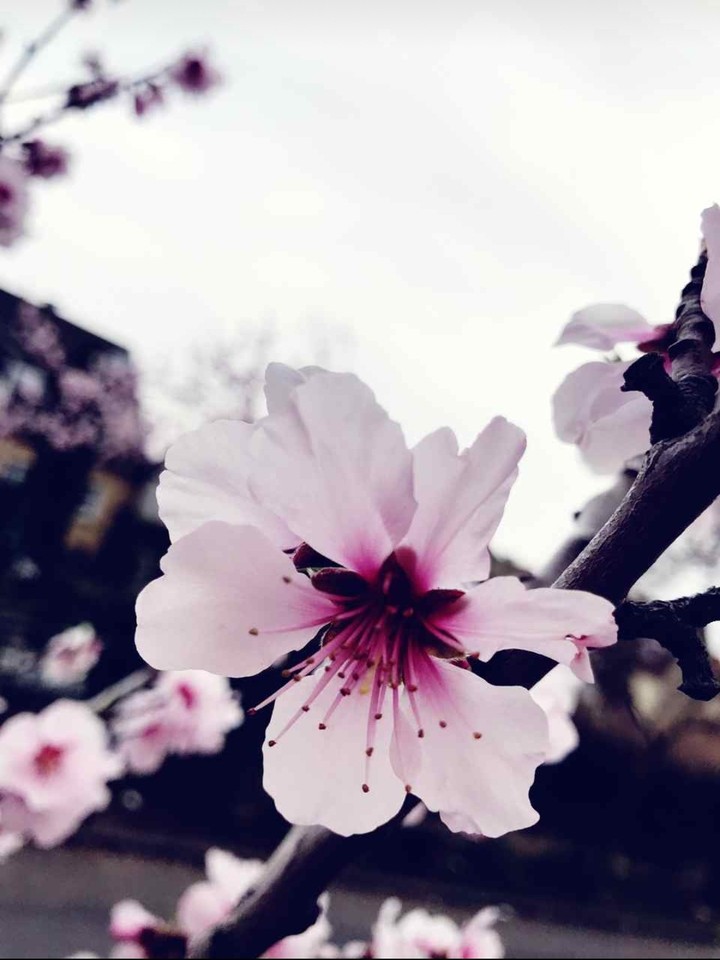 Mandelblüte