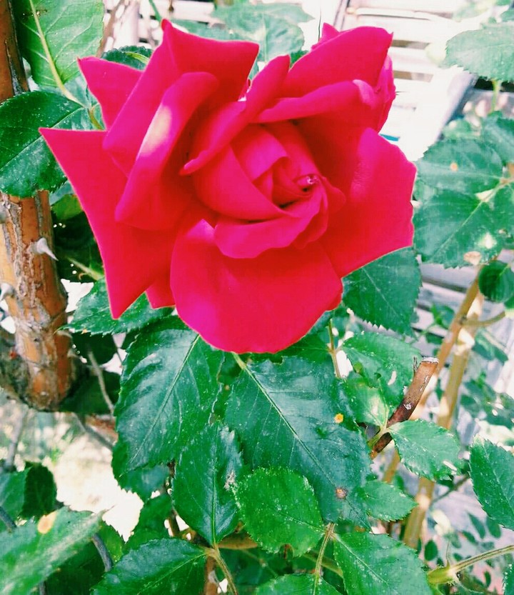rose