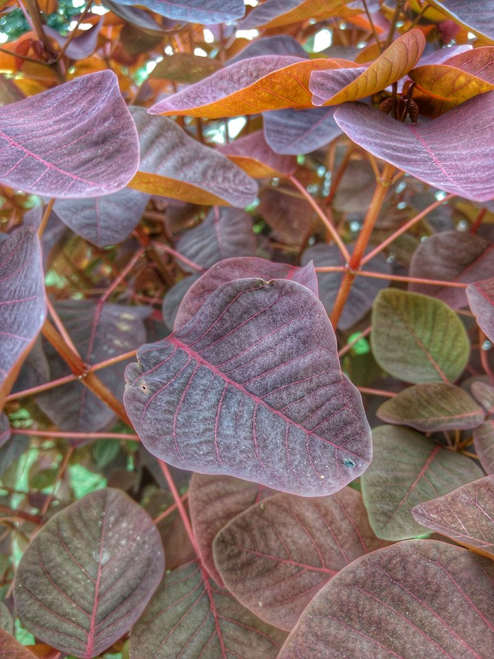 Leafs