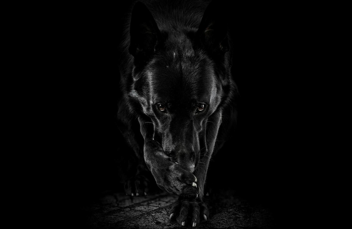 Dog