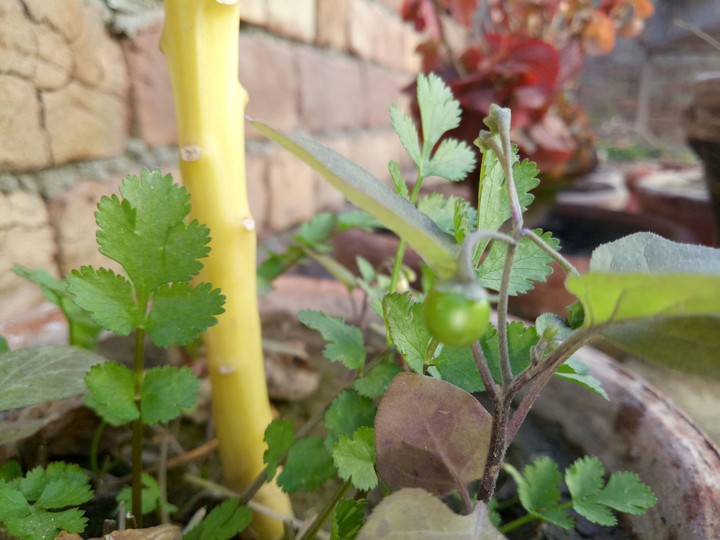 pea plant
