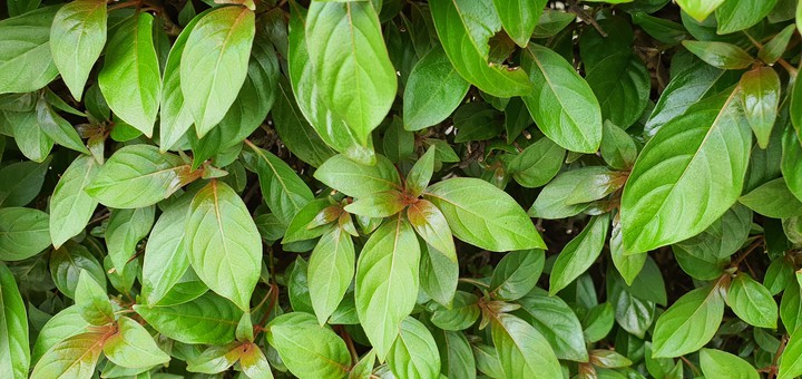 Fresh fragrances of new leaves,  Bangalore