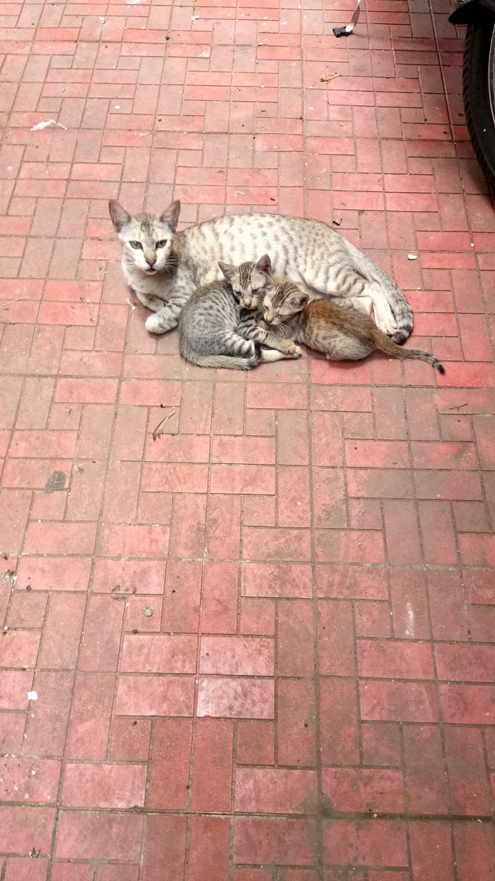Motherly Love