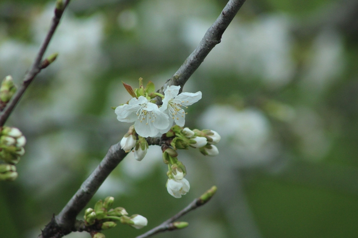 spring