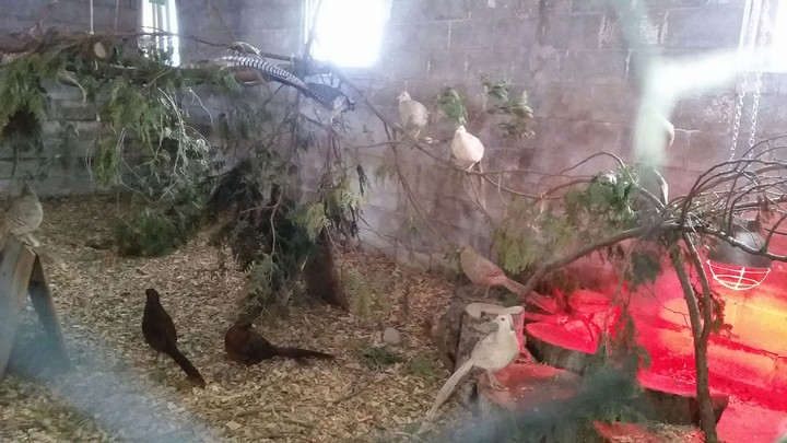pheasant