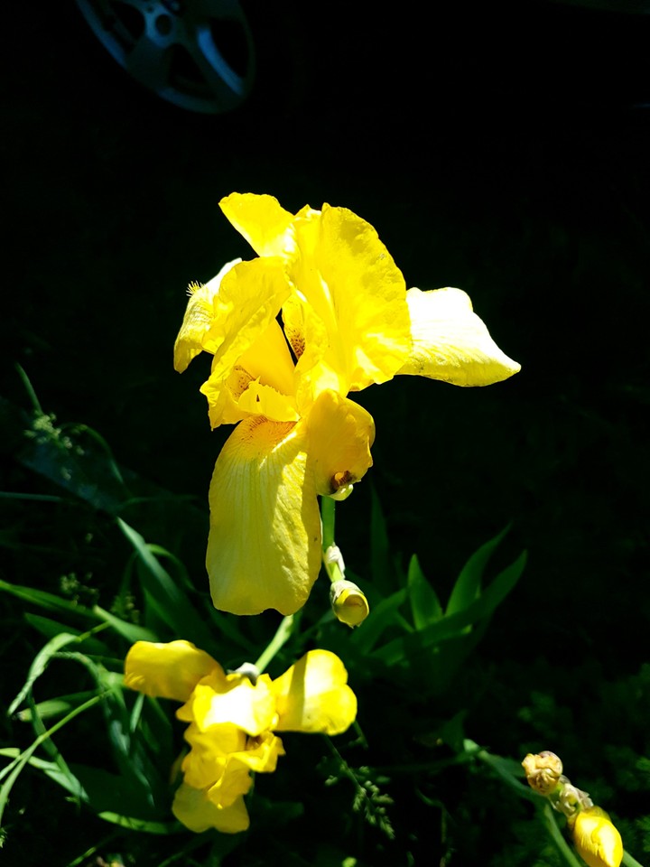 yellow