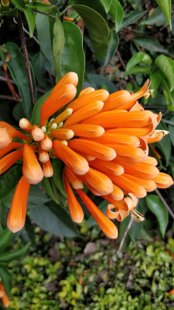 buds