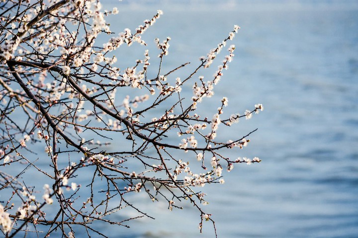 spring flowers