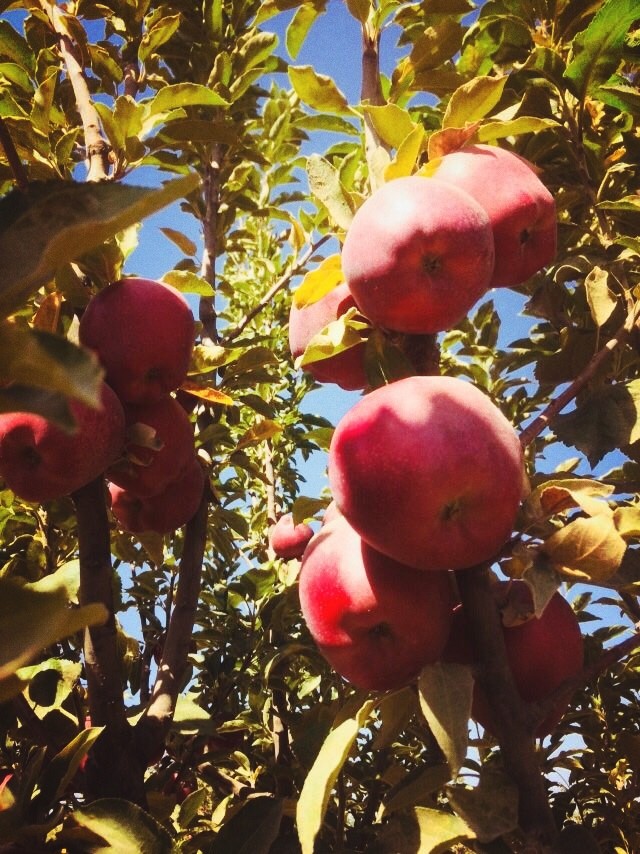 Red Apple Made in Samarkand