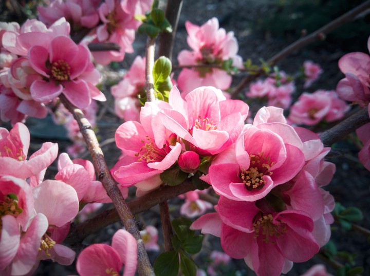 flowers