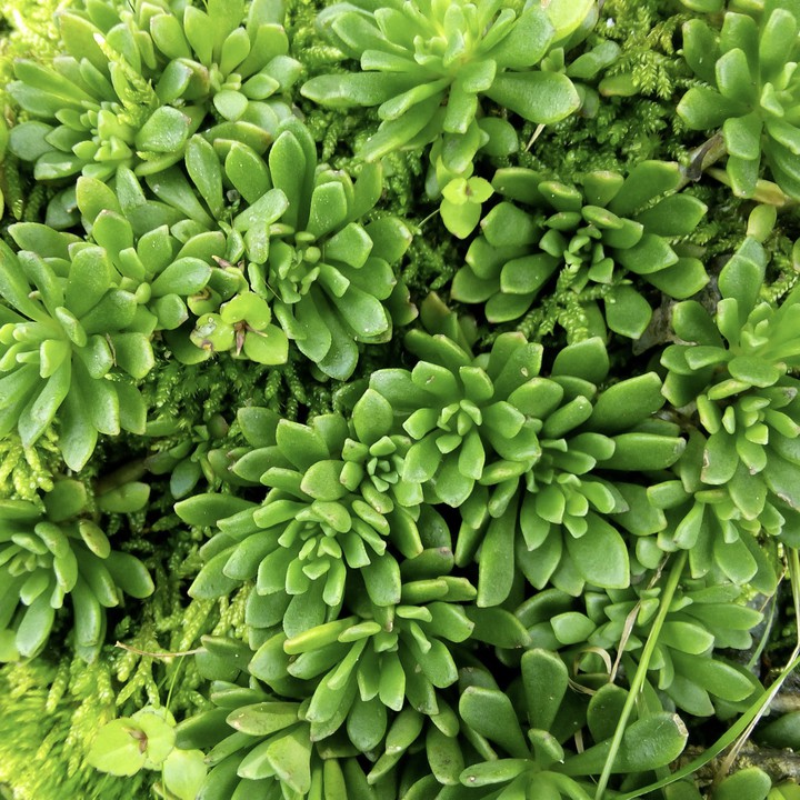 little little plant