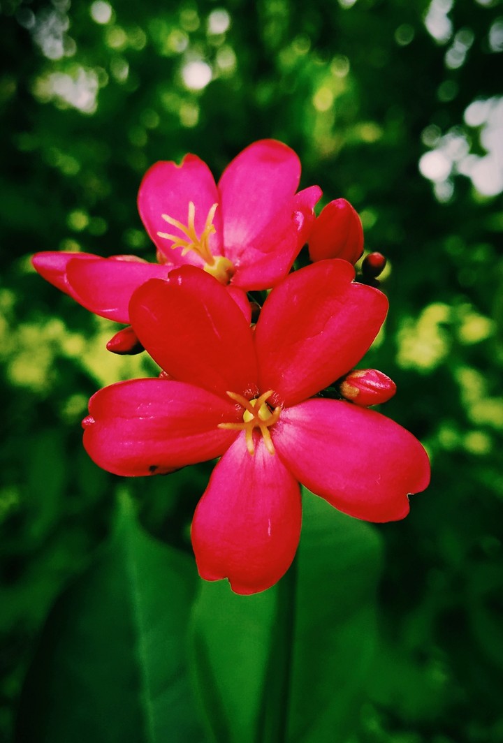 twins red