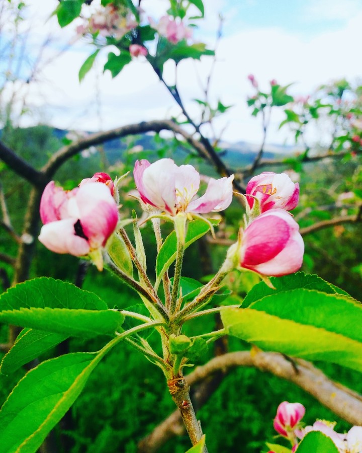 spring