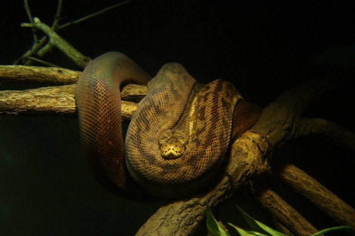 Resting Snake