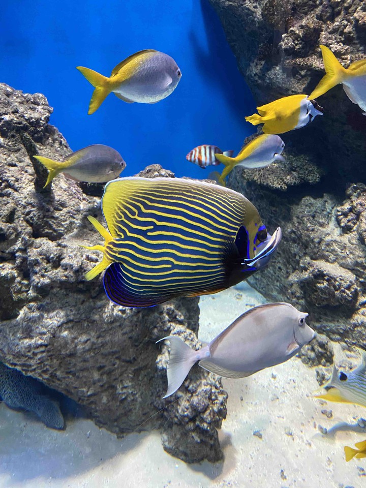 fish