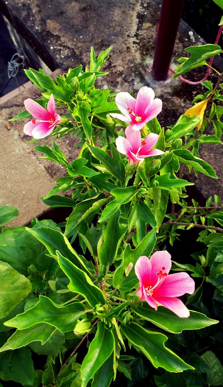 Hibiscus
