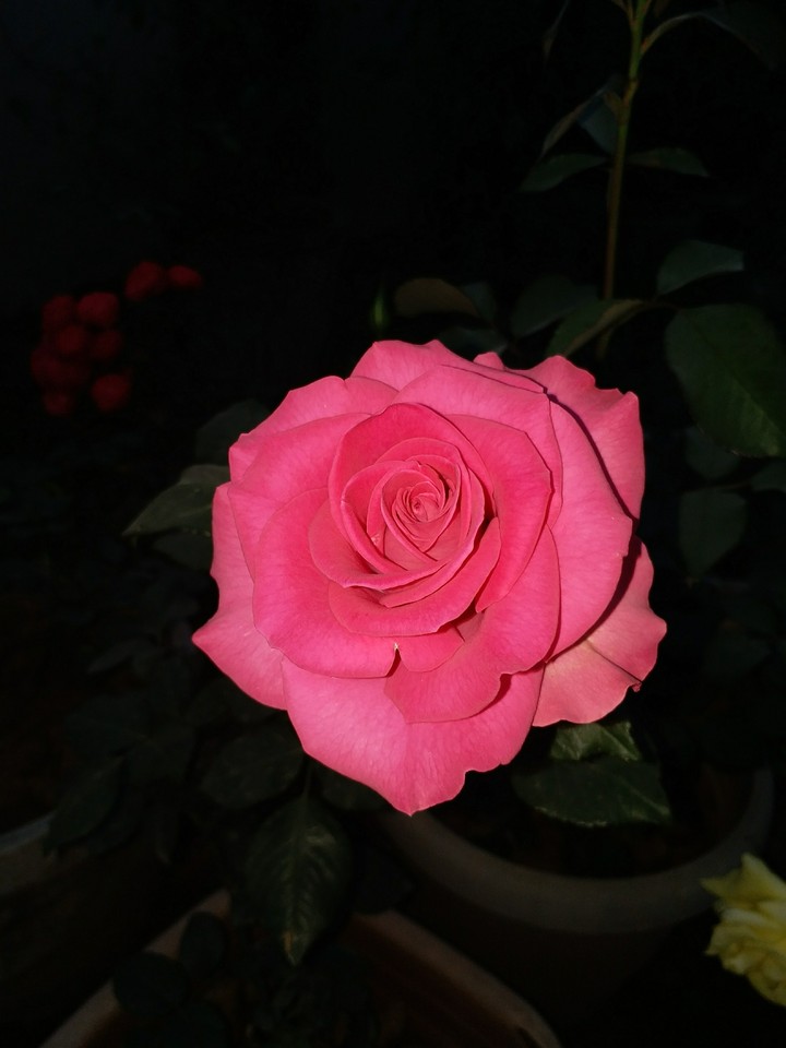 King of flower's Rose