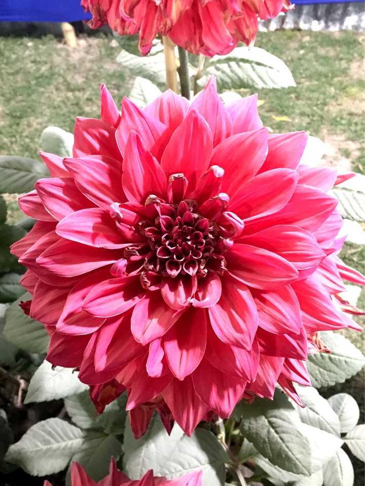 Beauty of Flower
