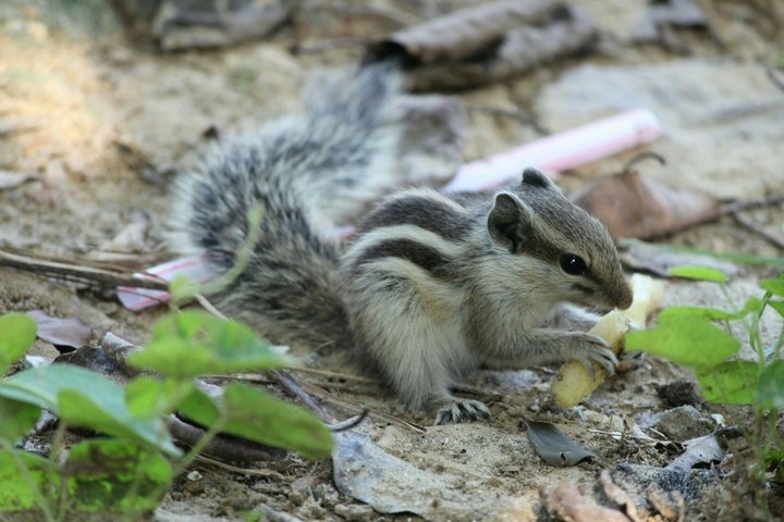 squirrel stripe