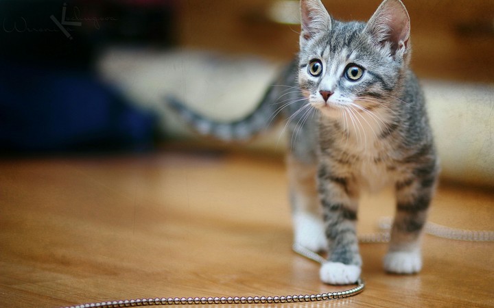 cat